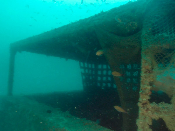 Repair of desalination plant water catchment intakes